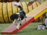 agility