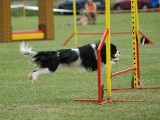 agility