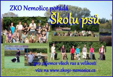 škola psů